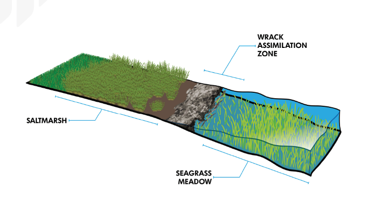 Figure 4. Wrack assimilation zone - where wrack washes on to shore to dry out on saltmarsh.