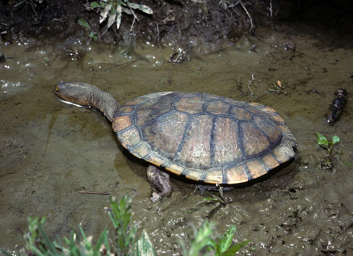 Common species of the catchment | Central Coast Waterways