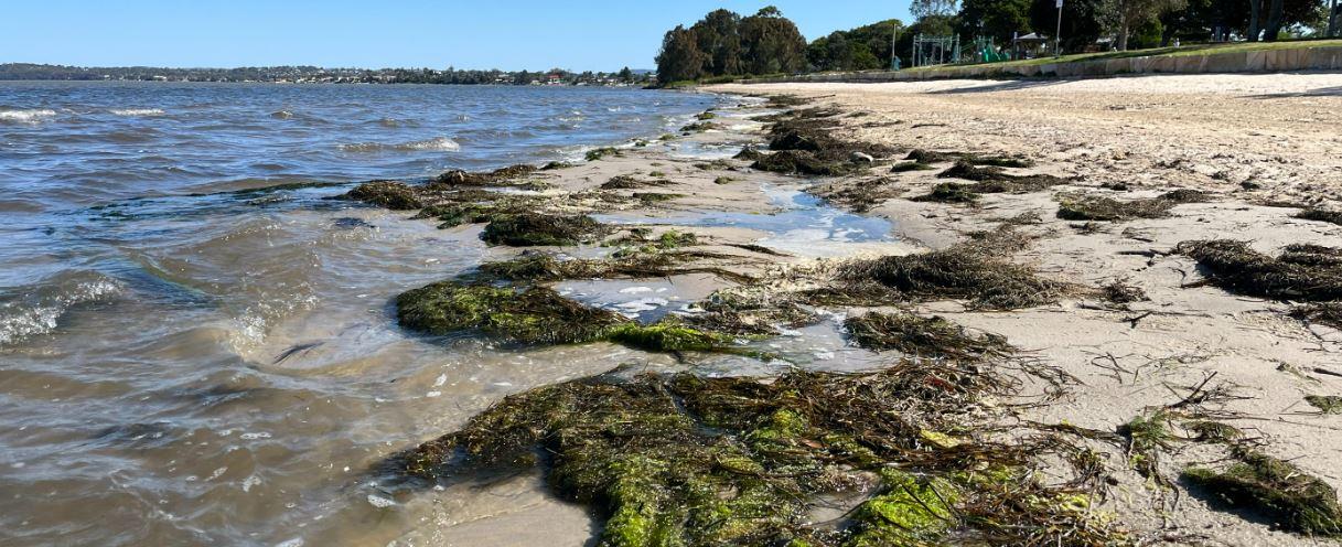 Seagrass wrack at Canton Beach