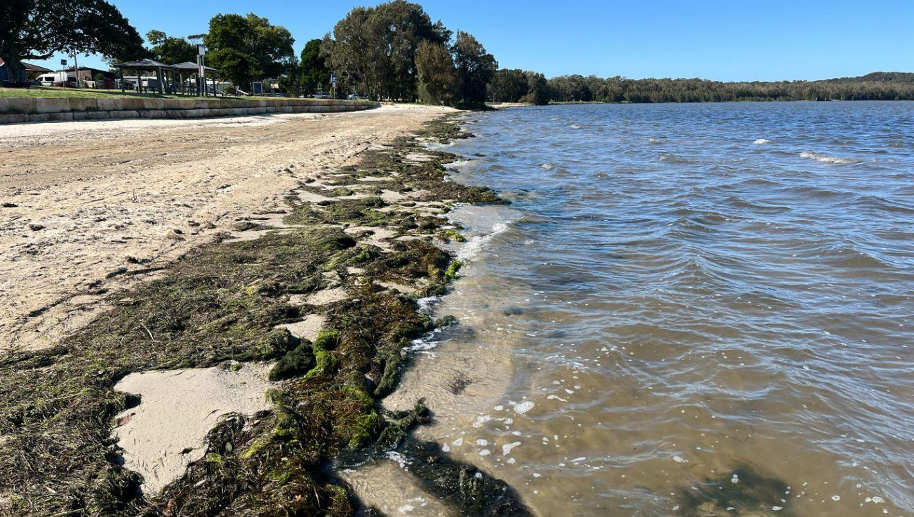 Seagrass wrack at Canton Beach