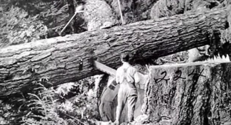 a man stands beside an enormous tree that has been felled