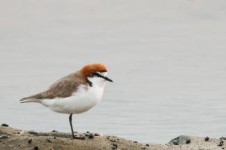 Red Capped Plover