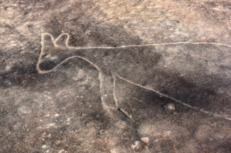 Aboriginal rock carving of a kangaroo