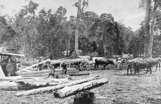 historic photo of oxen moving around a sawmill