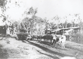 historic photo of oxen moving large logs