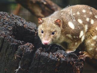 Spotted Tailed Quoll