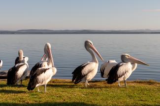 Pelicans at the Entrance
