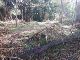 Berkeley Vale Wetland - after: Lantana treated and assembled into habitat mounds for small birds and reptiles 