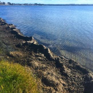 Seagrass wrack along foreshore