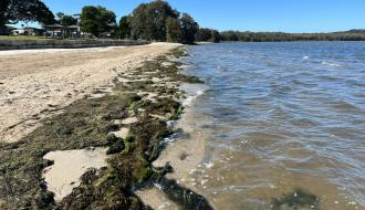 Seagrass wrack at Canton Beach